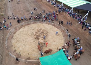 Colbún revivirá las tradiciones campesinas con la Trilla a yegua suelta este fin de semana