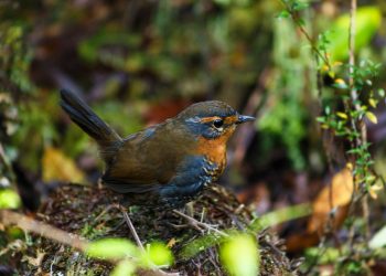 Conoce el nombre de plantas y animales a través de la plataforma iNaturalist