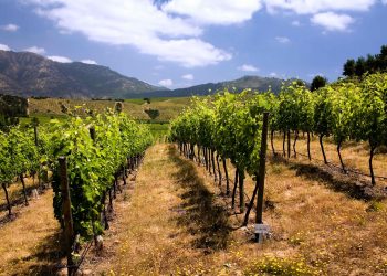 Lanzan programa “El camino del agua” para restaurar el equilibrio hídrico de los viñedos