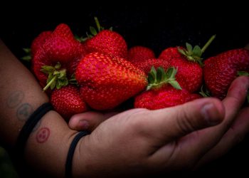 FIA e INIA lideran transferencia tecnológica a frutilleros