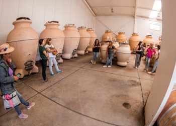 Emprendedoras maulinas participaron en visita técnica a Viña Montes