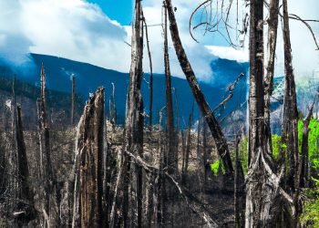 13% de los proyectos FIA estarían siendo afectados por los incendios