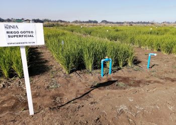 Implementación de riego por goteo en cultivos de arroz permitirá ahorrar un 60 % de agua
