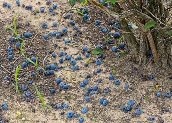 Investigadores argentinos intercambiaron experiencias en control de plaga que afecta a berries y cerezos