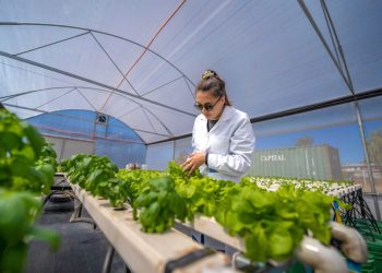 Innovadora tecnología produce hortalizas sin suelos, con mínima agua y durante todo el año￼