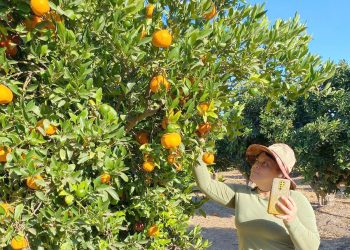 Nuevas herramientas digitales para el monitoreo y manejo de frutales