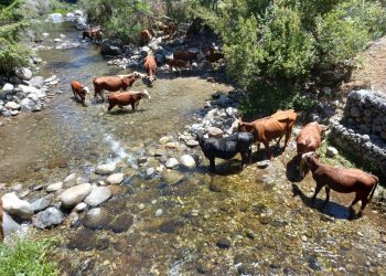 Prodesal de Longaví celebrará el Día del Campesino este miércoles