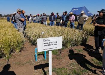 Nuevas modalidades en el cultivo del arroz ante escasez de agua