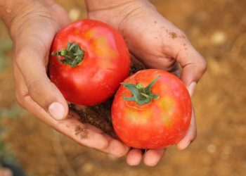 Científicos investigan extractos de frutas y hortalizas que pueden prevenir la trombosis