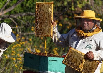 Chile afina preparativos para recibir al 48° Congreso Internacional Apimondia