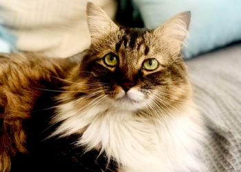 ¿Por qué agosto es el mes de los gatos? Especialistas explican las curiosidades que enmarcan este mes