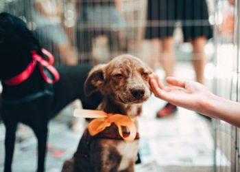 ¡Encuentra a tu nuevo mejor amigo! Jornada de adopción en Mall Curicó
