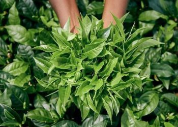 En Chile el té de Sri Lanka se consume desde hace más de 50 años