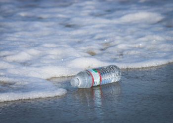 Analizan nocivos efectos de los microplásticos en especies marinas