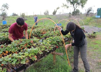 Abiertas postulaciones para jóvenes en SERVICIO PAÍS