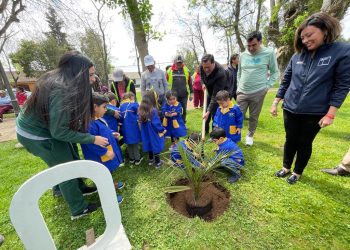 Celebran Día Mundial de la Protección de la Naturaleza con plantación de palmas chilenas en Pelarco
