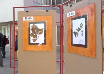 Muestra itinerante del Herbario UTalca se presenta por primera vez en el Maule
