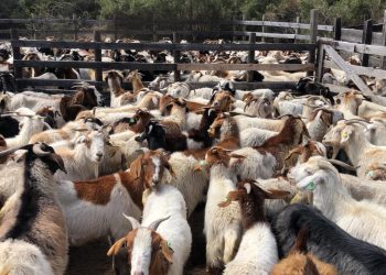 Comienza subida de animales a veranadas de la temporada 2023-2024: una tradición ancestral