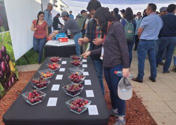 Productores de cerezas e investigadores analizan desafíos relacionados con el cambio climático