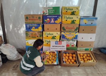 SAG en alerta por vegetales que ingresan ilegalmente a Chile con residuos de plaguicidas prohibidos