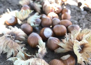 El Evento Clave en la Industria del Avellano en Chile ya tiene fecha confirmada