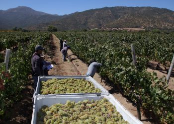 SAG presenta Catastro Vitícola Nacional 2022