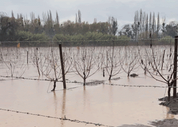 Alertan sobre el Fenómeno de La Niña y su alto impacto en la agricultura este 2024