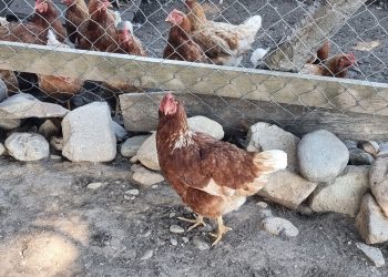 Invitan a participar en seminario sobre nuevo seguro para enfermedades exóticas en aves