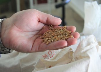 Cotrisa abre proceso de compra de trigo para la presente temporada: Sepa los precios que se pagarán