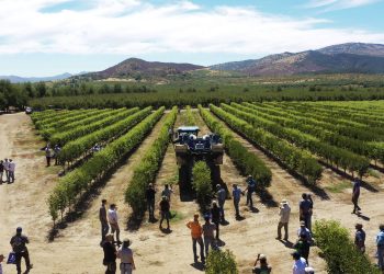 Primera Cosecha Mecanizada de Ciruelos D’Agen en Seto en Pencahue