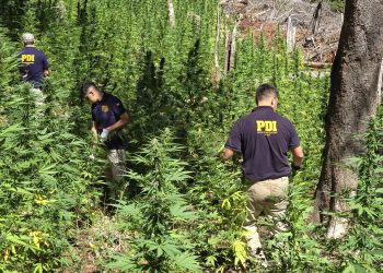 PDI Linares decomisó 4 mil 697 plantas de cannabis y casi 8 kilos de marihuana procesada