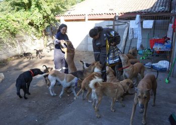 Invitan a nueva jornada de adopción de perros rescatados de ex refugio Almas en el Camino