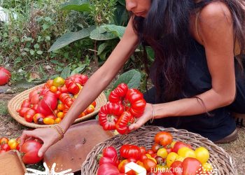 Semilla Austral: Guardianes de la biodiversidad y la soberanía alimentaria en Chile