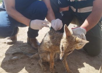 SAG rescata zorro agonizante