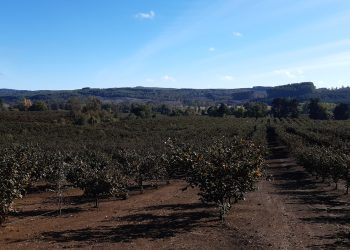 Sector silvoagropecuario aportó 2,8% al PIB Nacional durante 2022