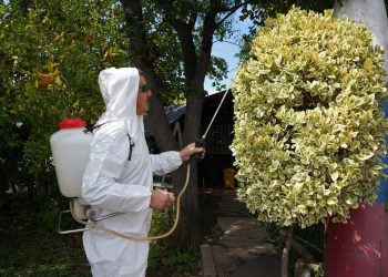 Municipio curicano combate el Chinche del Arce