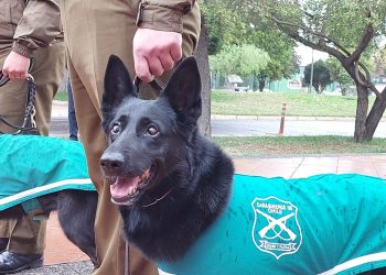 Emotiva despedida de Carabineros a ejemplar canina