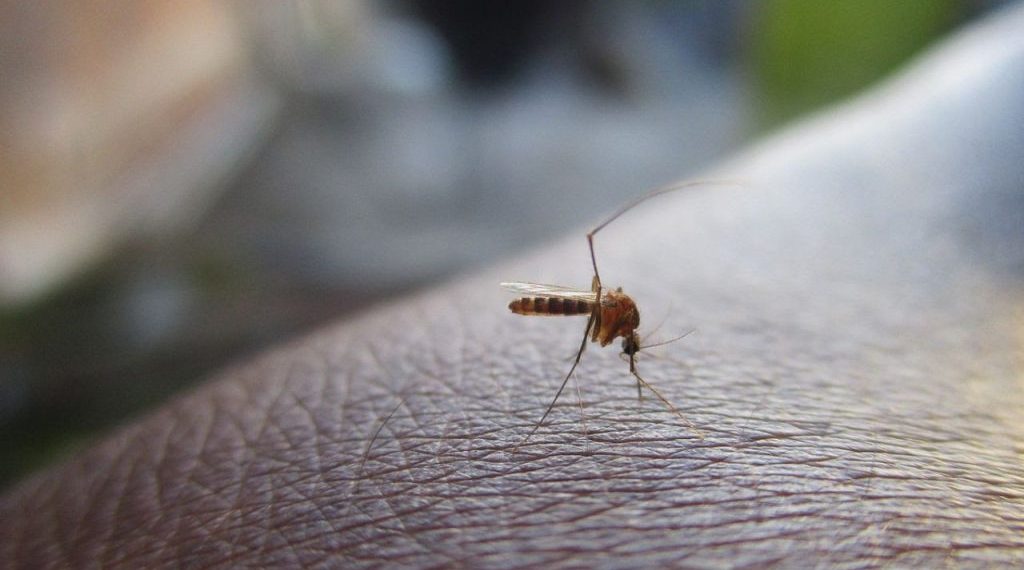 ¿Qué es el dengue y por qué preocupa a especialistas de salud?