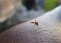 ¿Qué es el dengue y por qué preocupa a especialistas de salud?