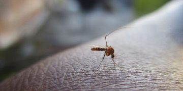 ¿Qué es el dengue y por qué preocupa a especialistas de salud?
