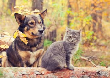 Gobierno Regional realiza convocatoria a proyectos del 8% del FNDR para agrupaciones de animales