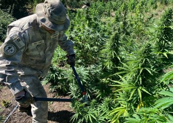 PDI incauta cannabis por 5 mil millones de pesos en precordillera de Linares