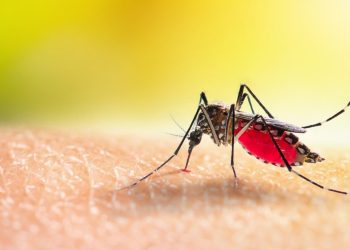 La llegada del dengue al Maule: Medidas preventivas y signos de alerta de esta inusual infección