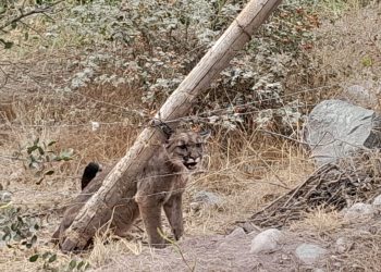 Ejemplar de Puma es rescatado en la pre cordillera de la comuna de Romeral