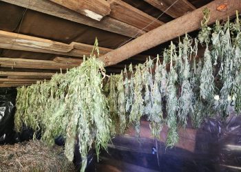 Presos narcotraficantes sorprendidos con 120 kilos de marihuana