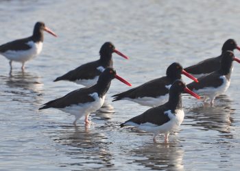 Área Mataquito-Huenchullamí obtiene reconocimiento internacional por condiciones de hábitat para aves playeras