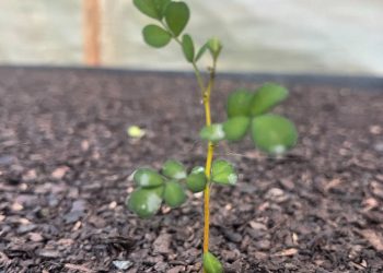 Tercer Concurso Público de la Estrategia Nacional de Cambio Climático y Recursos Vegetacionales de CONAF