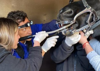 Alianza de Medicina Veterinaria de UST Talca y la ONG Worldwide Veterinary Service mejora atención equina en San Clemente