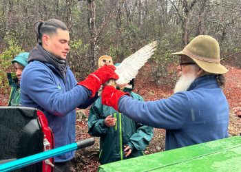 5 ejemplares de aves rapaces fueron liberadas en Achibueno