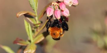 Estudio destaca el rol clave de los polinizadores en la sostenibilidad agrícola